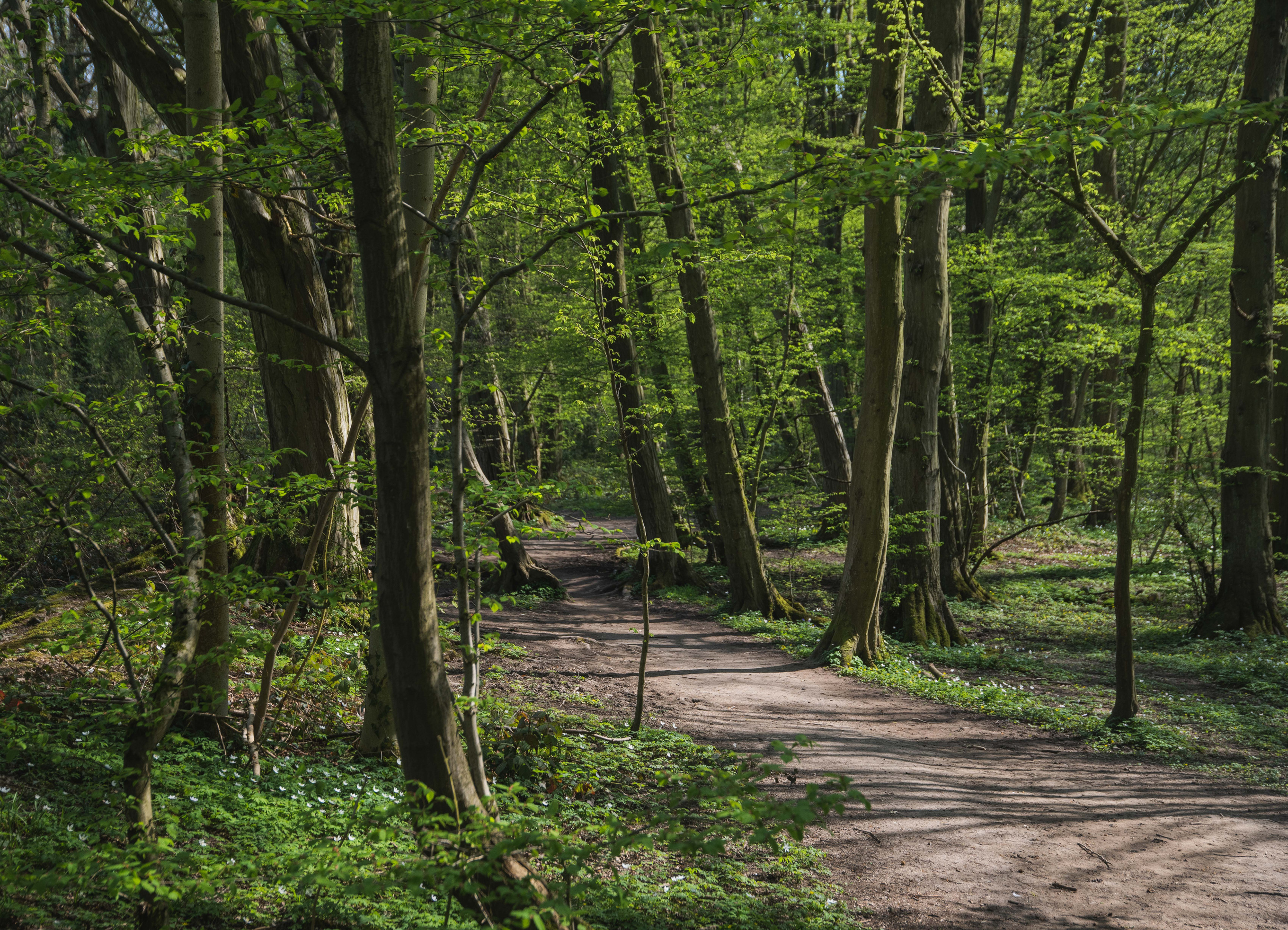 Woodland Forrest Scene Texture Background